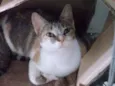 Magali