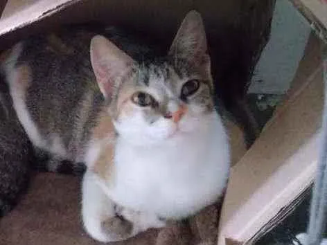 Gato ra a Srd idade 1 ano nome Magali