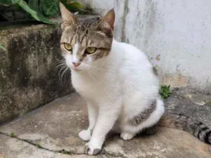 Gato raça Srd  idade 3 anos nome Sofy