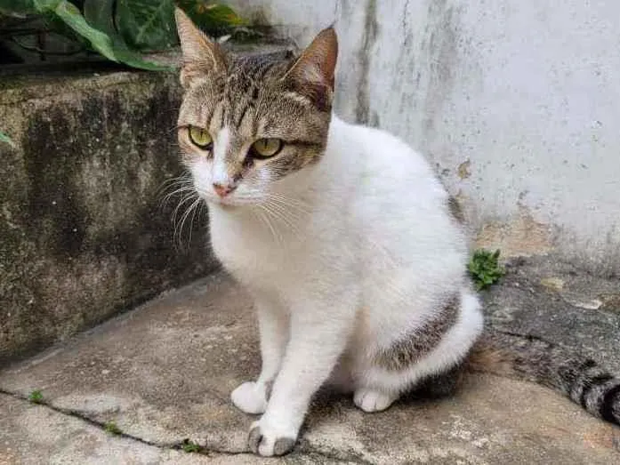Gato ra a Srd  idade 3 anos nome Sofy