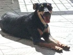 Cachorro raça vira lata com rottweiler idade 1 ano nome Preta