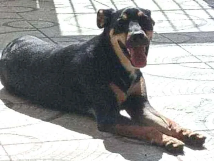 Cachorro ra a vira lata com rottweiler idade 1 ano nome Preta