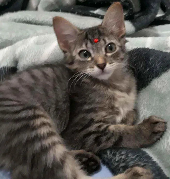 Gato ra a SRD idade 2 a 6 meses nome Irmãos Felinos