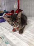 Irmãos Felinos