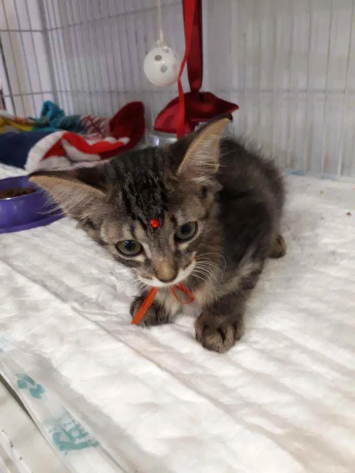 Gato ra a SRD idade 2 a 6 meses nome Irmãos Felinos
