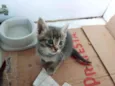 Irmãos Felinos