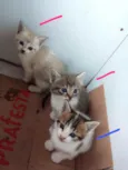 Irmãos Felinos