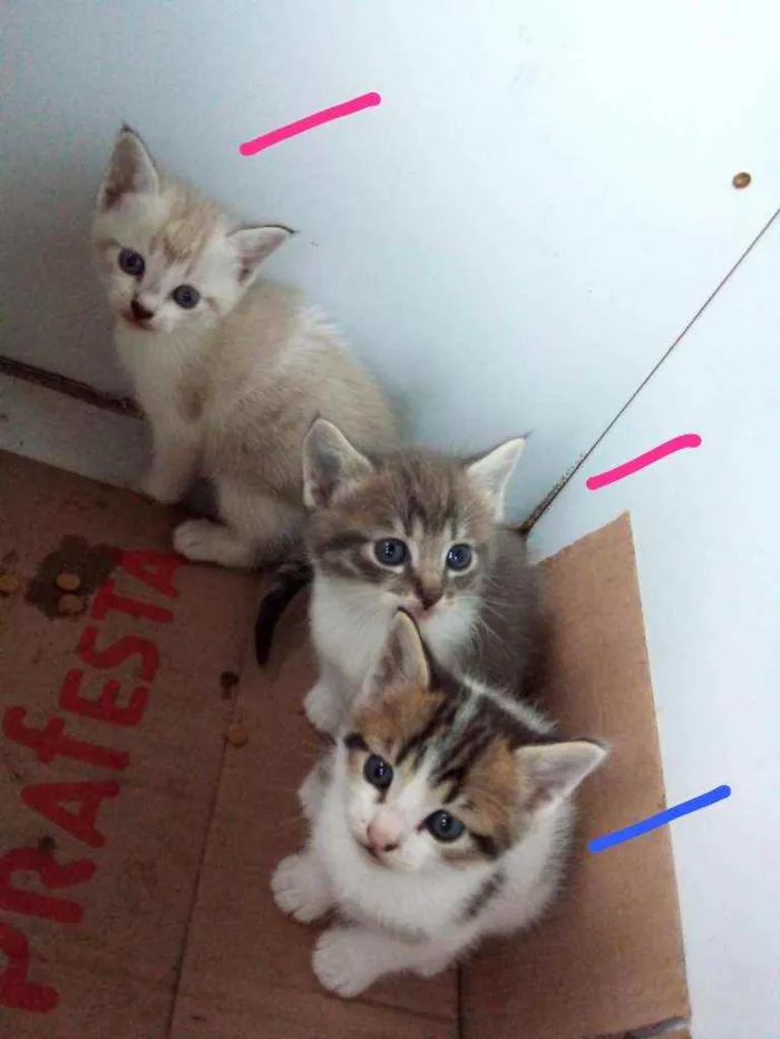 Gato ra a SRD idade 2 a 6 meses nome Irmãos Felinos