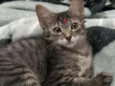 Irmãos Felinos