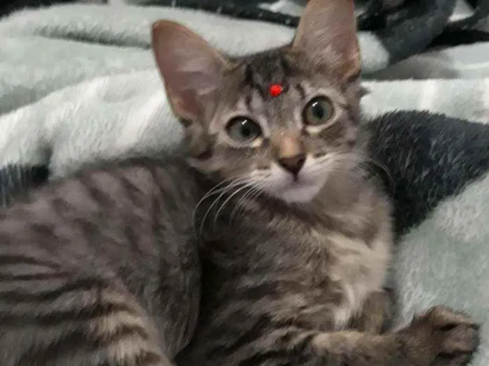 Gato ra a SRD idade 2 a 6 meses nome Irmãos Felinos