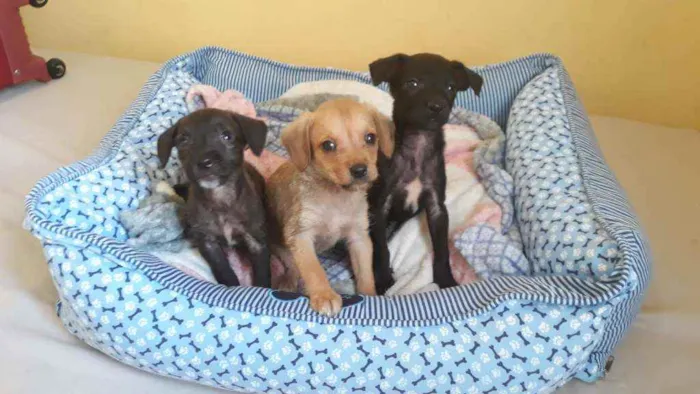 Cachorro ra a SRD idade 2 a 6 meses nome Irmãos caninos