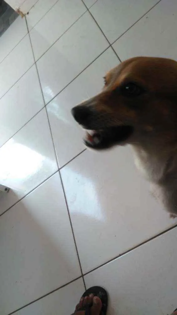 Cachorro ra a Fox paulistino idade 2 anos nome Kira