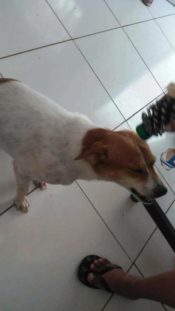 Cachorro ra a Fox paulistino idade 2 anos nome Kira