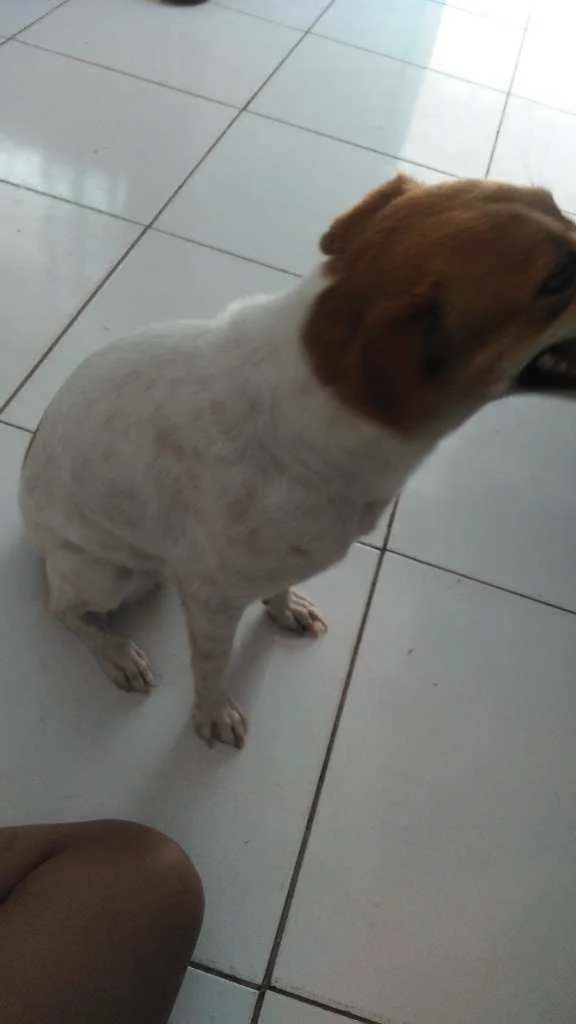 Cachorro ra a Fox paulistino idade 2 anos nome Kira