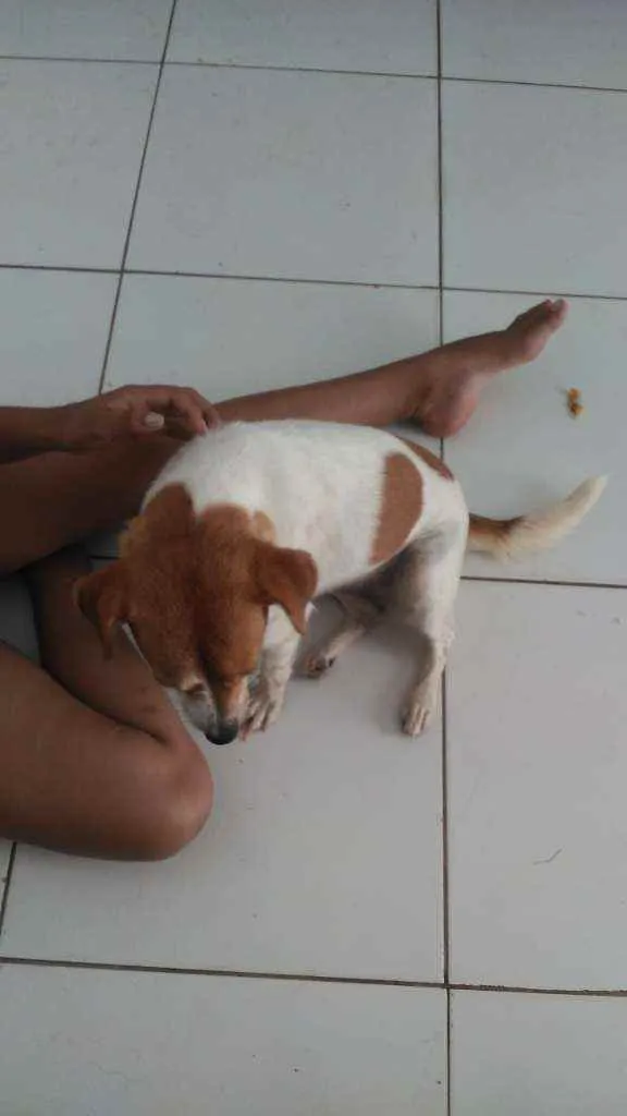 Cachorro ra a Fox paulistino idade 2 anos nome Kira