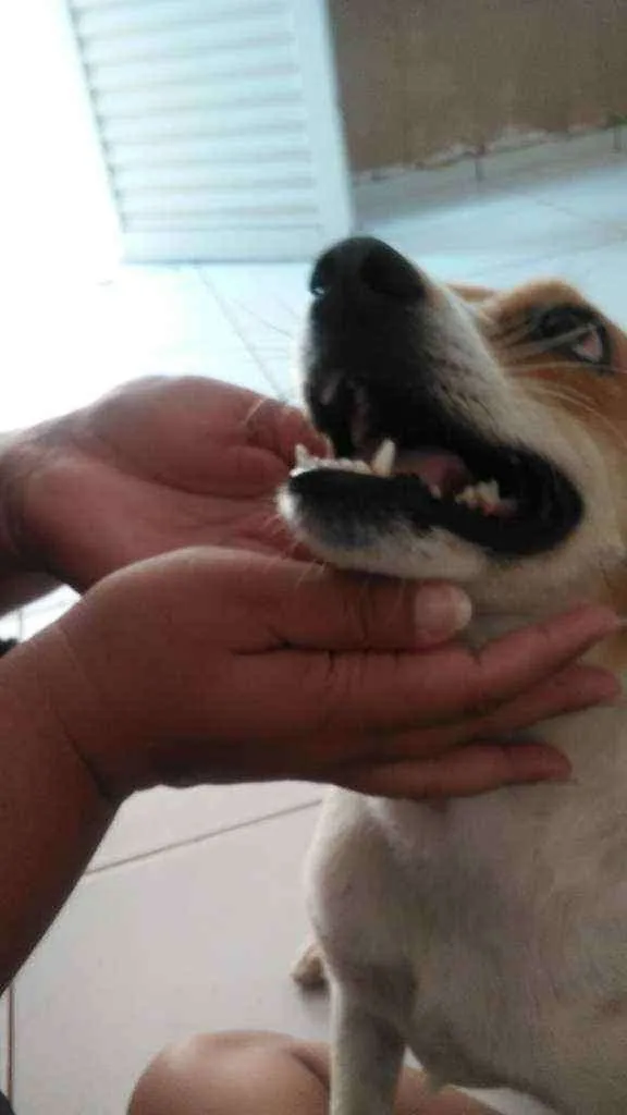 Cachorro ra a Fox paulistino idade 2 anos nome Kira