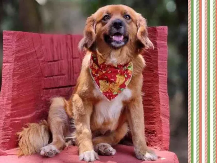 Cachorro ra a srd idade 3 anos nome ZAYA