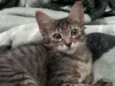 Irmãos Felinos