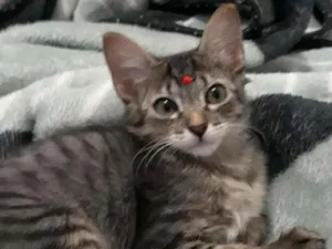 Gato raça SRD idade 2 a 6 meses nome Irmãos Felinos