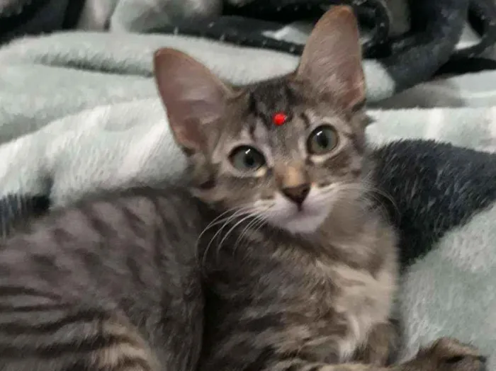 Gato ra a SRD idade 2 a 6 meses nome Irmãos Felinos