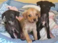Irmãos caninos