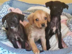 Cachorro raça SRD idade 2 a 6 meses nome Irmãos caninos