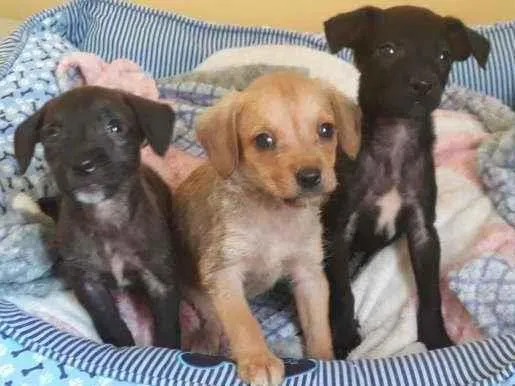 Cachorro ra a SRD idade 2 a 6 meses nome Irmãos caninos