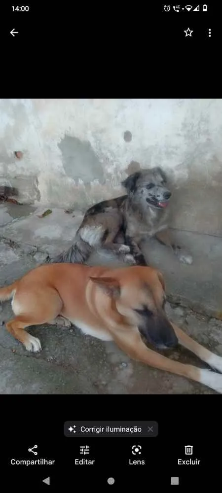 Cachorro ra a Indefinido idade 1 ano nome Usula e Samanta