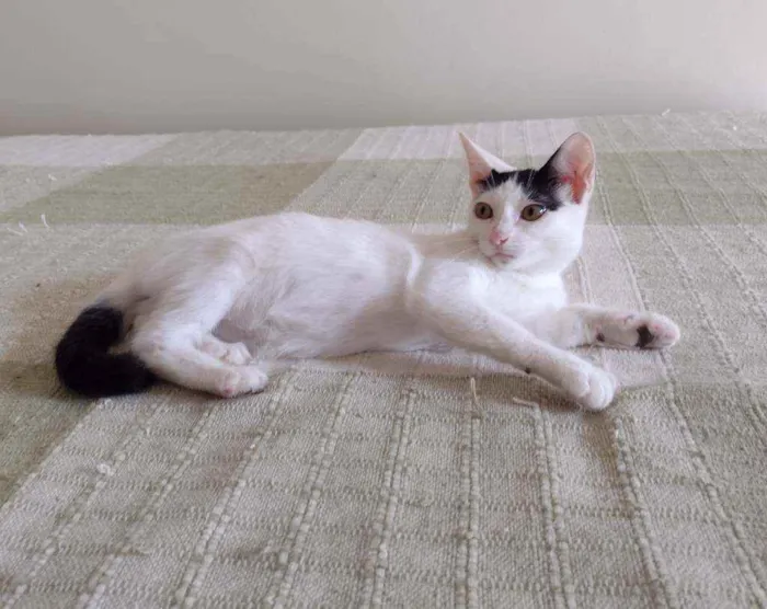 Gato ra a SRD idade 2 a 6 meses nome Luly