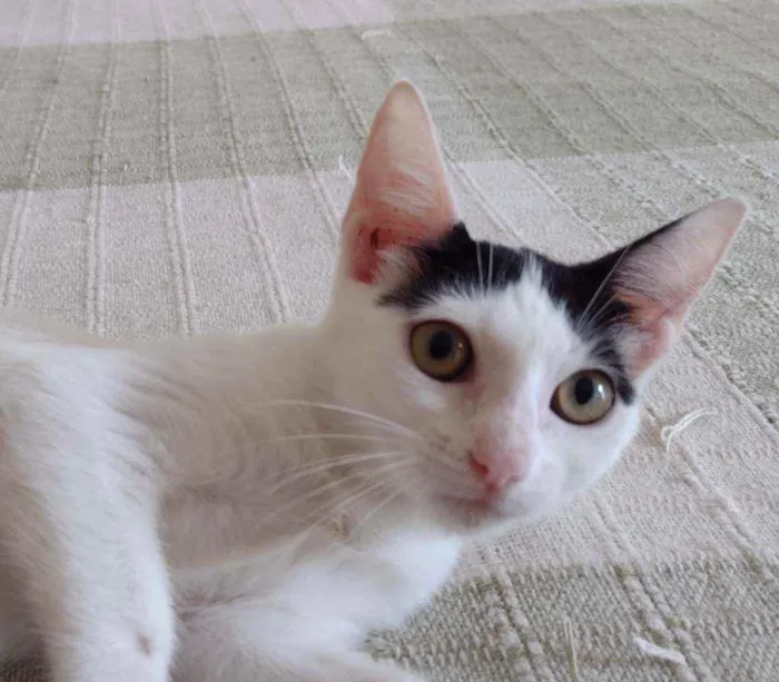 Gato ra a SRD idade 2 a 6 meses nome Luly