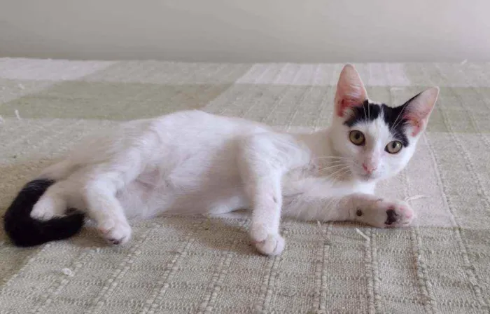 Gato ra a SRD idade 2 a 6 meses nome Luly