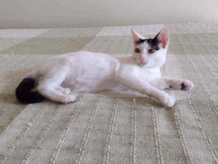 Gato ra a SRD idade 2 a 6 meses nome Luly