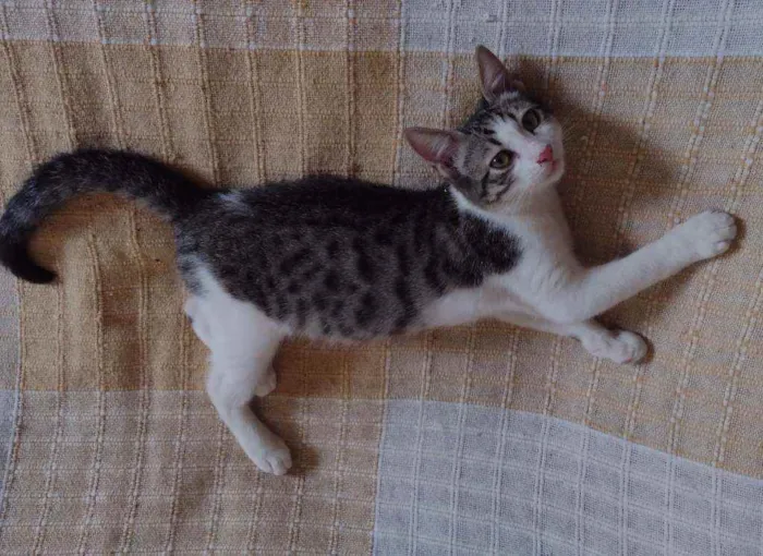 Gato ra a SRD idade 2 a 6 meses nome Lucky