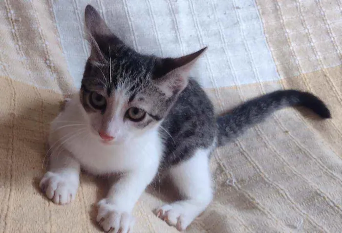 Gato ra a SRD idade 2 a 6 meses nome Lucky
