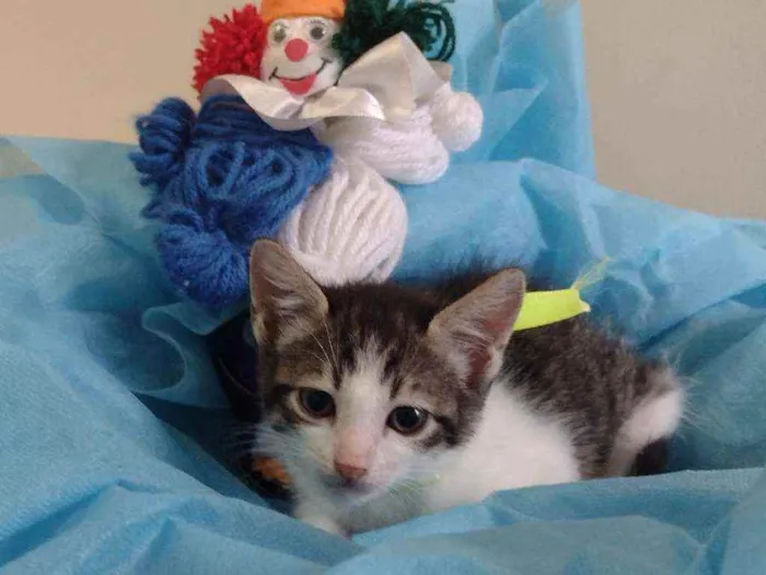 Gato ra a SRD idade 2 a 6 meses nome Lucky