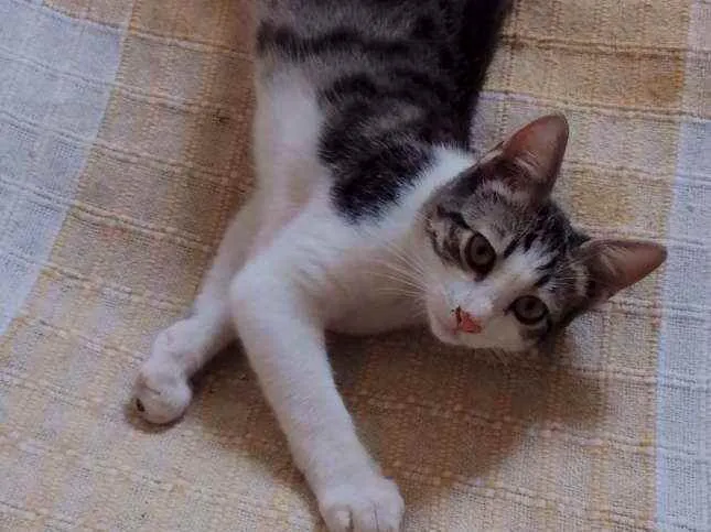 Gato ra a SRD idade 2 a 6 meses nome Lucky