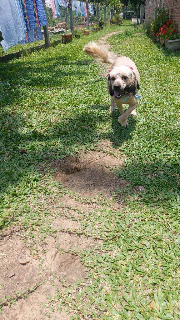 Cachorro ra a Vira-lata idade 5 anos nome Maia