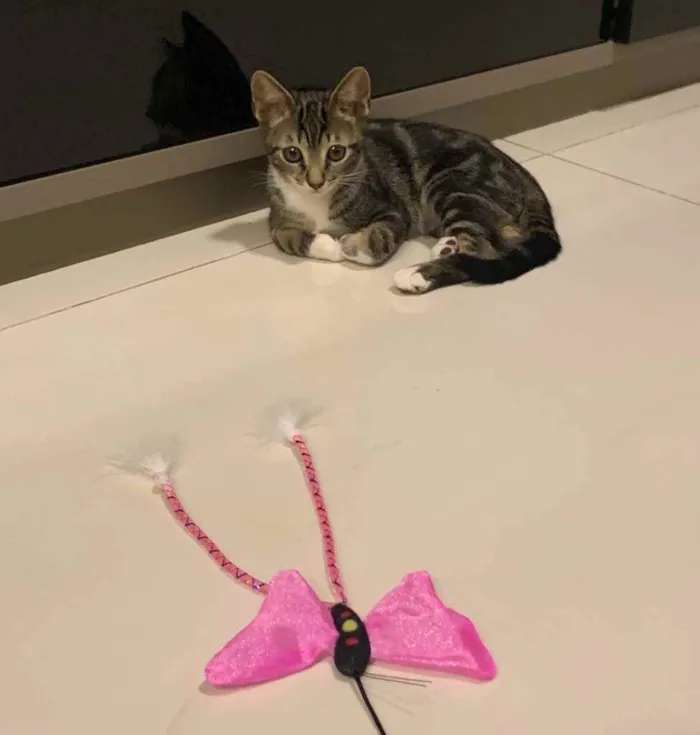 Gato ra a SRD idade 2 a 6 meses nome ALECRIM