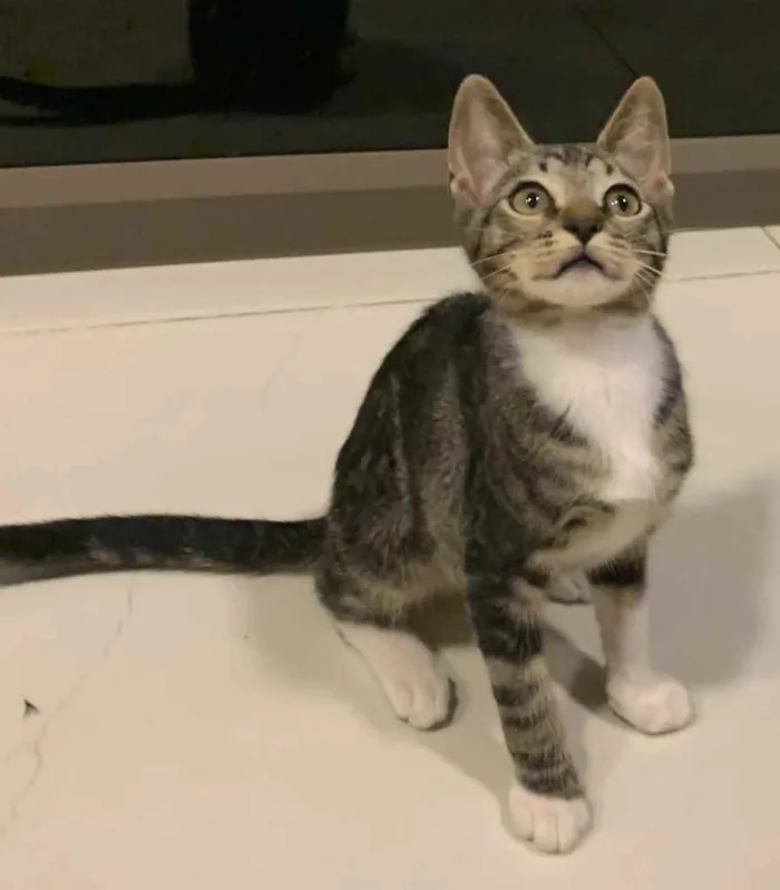 Gato ra a SRD idade 2 a 6 meses nome ALECRIM