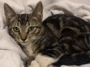 Gato raça SRD idade 2 a 6 meses nome ALECRIM