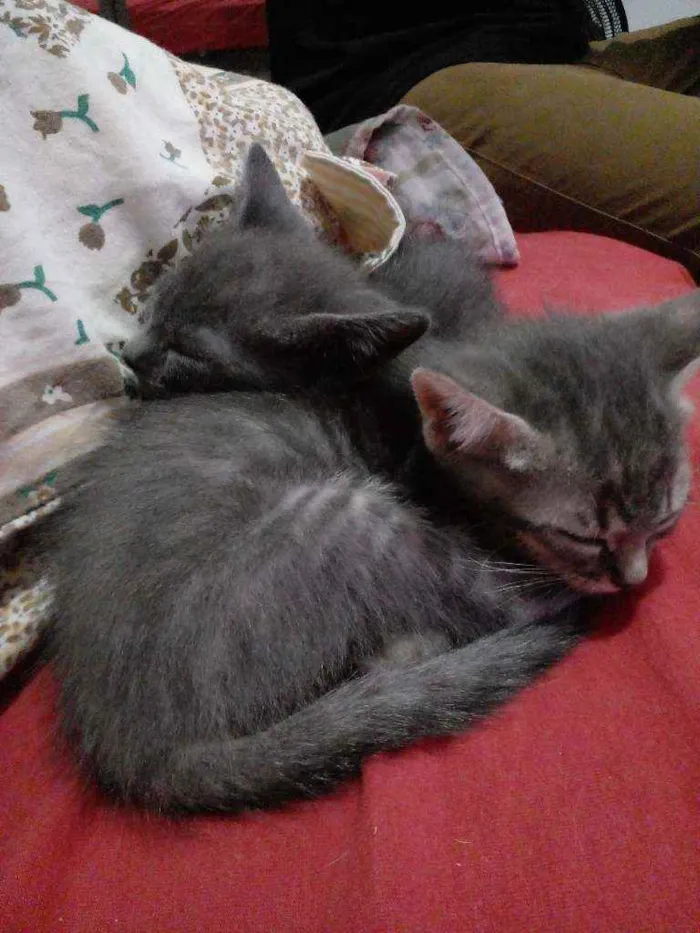Gato raça Sem raça  idade 2 a 6 meses nome Sem nomes