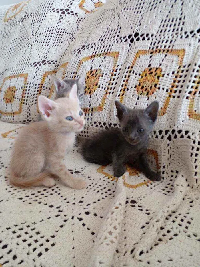 Gato raça Sem raça  idade 2 a 6 meses nome Sem nomes