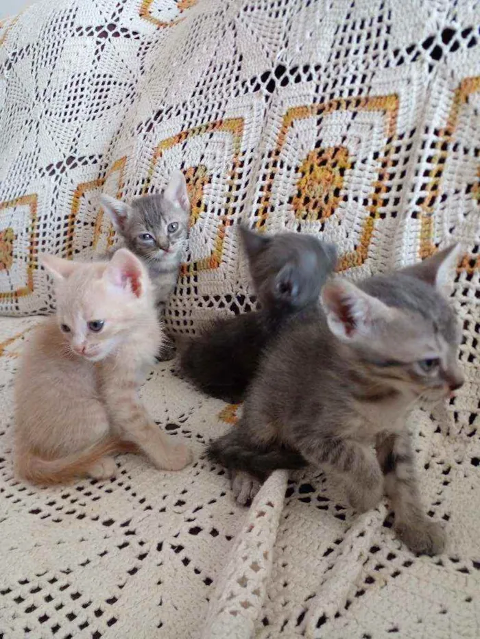 Gato raça Sem raça  idade 2 a 6 meses nome Sem nomes