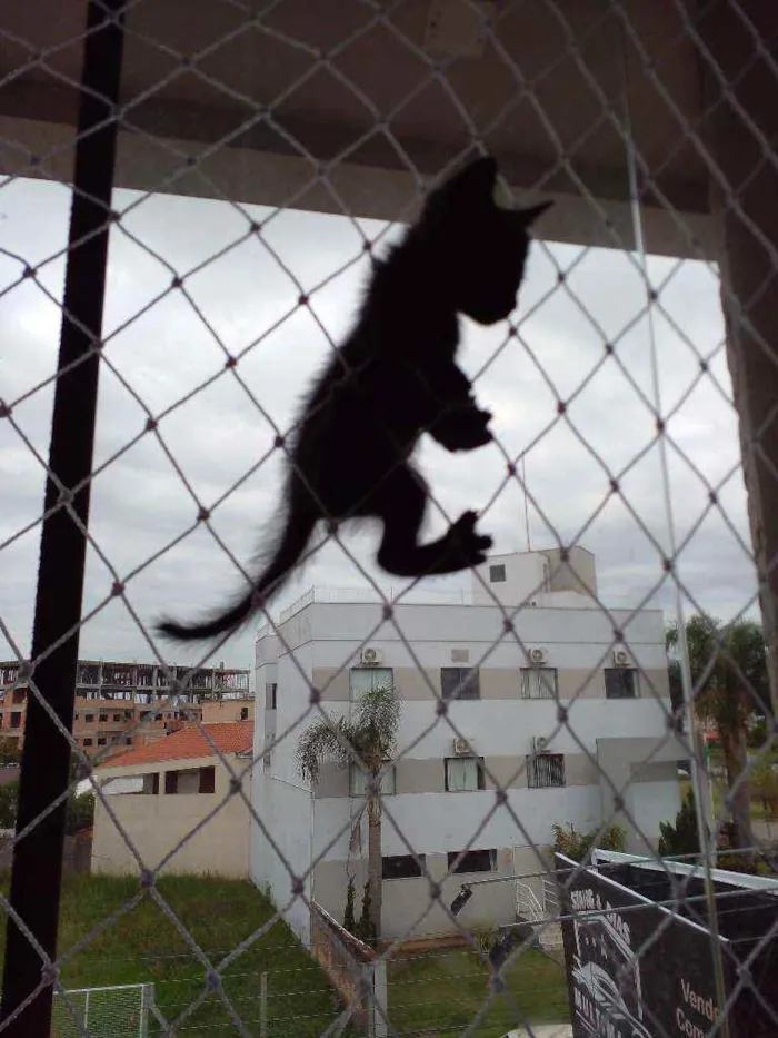 Gato raça Sem raça  idade 2 a 6 meses nome Sem nomes