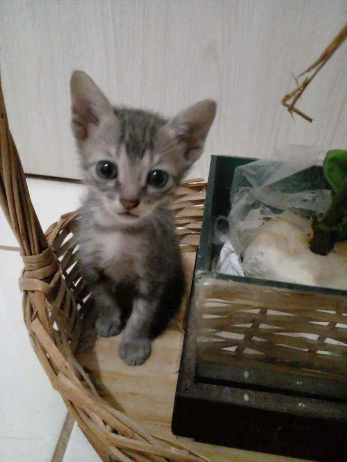 Gato raça Sem raça  idade 2 a 6 meses nome Sem nomes
