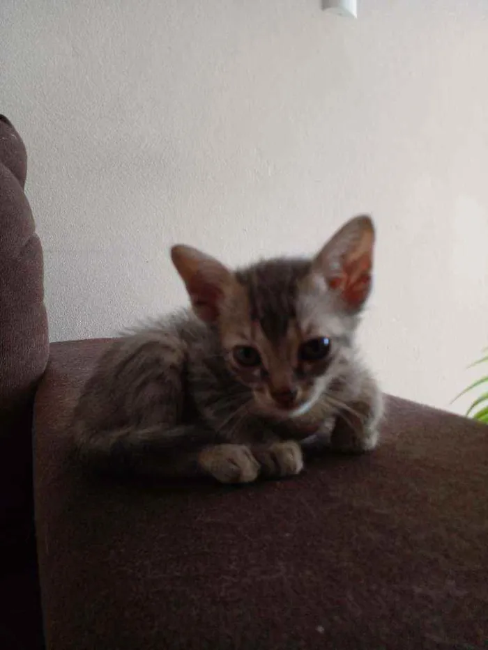 Gato raça Sem raça  idade 2 a 6 meses nome Sem nomes