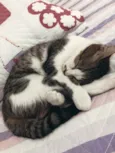 Mabel