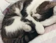 Mabel