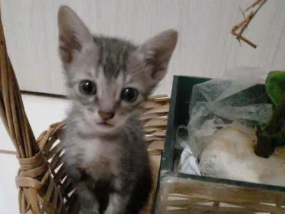 Gato raça Sem raça  idade 2 a 6 meses nome Sem nomes