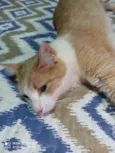 Gato